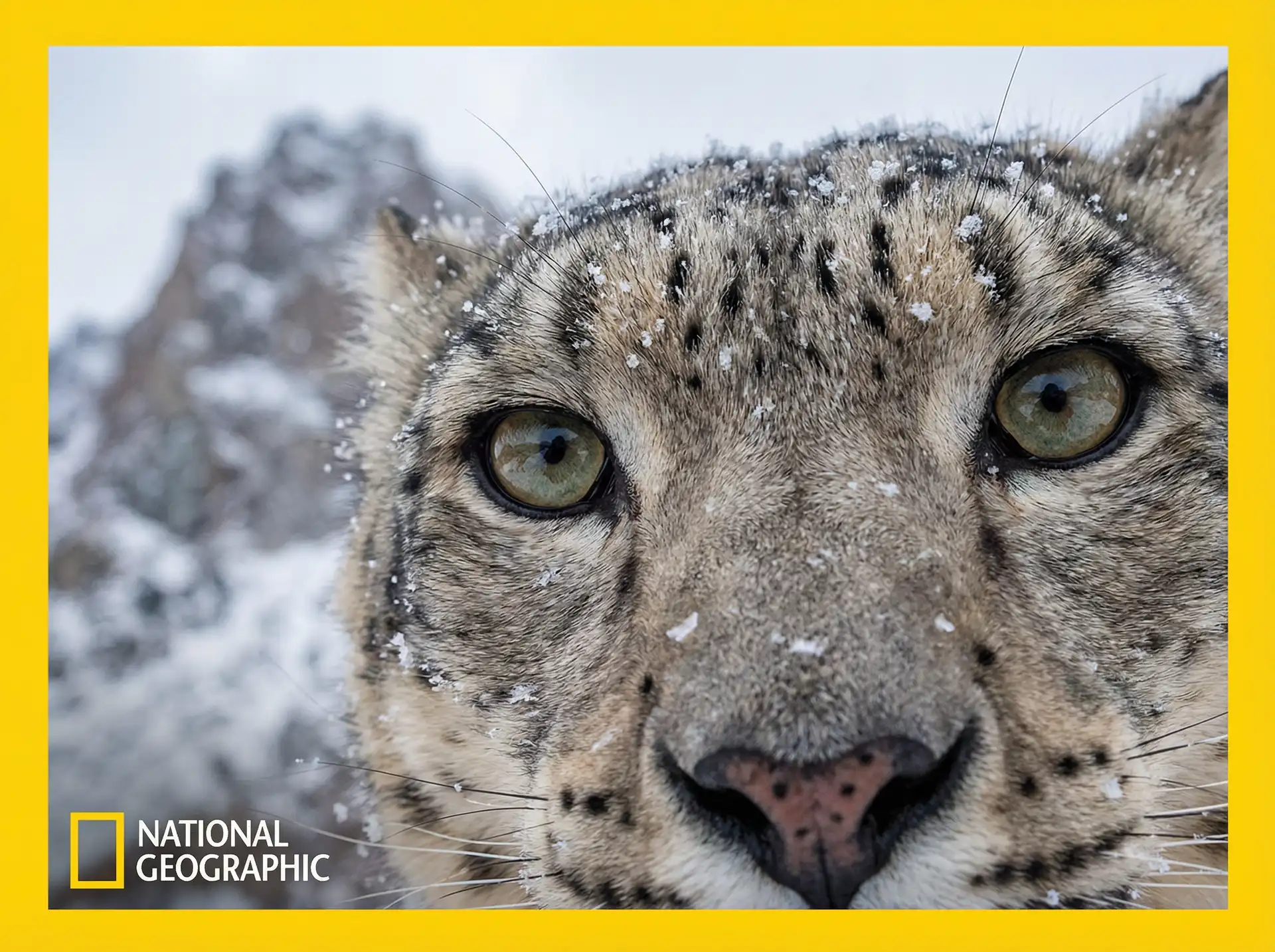 海洋猎手 - 小宝探花 放映室